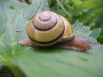 Schnecke mit
                    Schneckenhaus