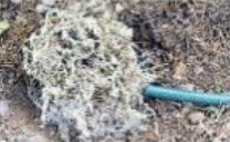 Hummelnest bauen 08: Das
                                Nestmaterial wird auf das Drahtgeflecht
                                gelegt