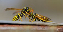Wespen mit
                    Wespenkampf