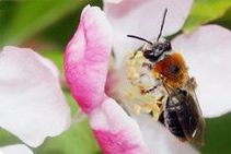 Wildbiene, rotschopfige Sandbiene