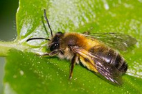 Wildbiene,
                    Flaumsandbiene