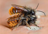 Wildbiene, Geh�rnte
                            Mauerbiene (Osmia cornuta)