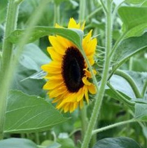 Sonnenblumen,
                    Markst�ngel