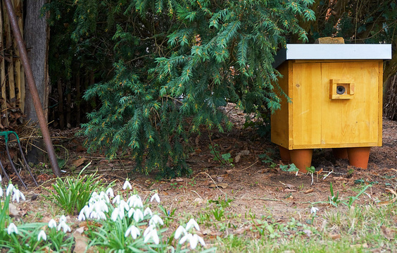 Hummelburg im Halbschatten
                        auf Blument�pfen