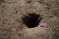Ein Wespenloch f�hrt zu einem
                    unterirdischen Wespennest