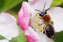 Wildbiene, rotschopfige Sandbiene