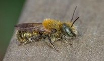 Wildbiene: Blaue
                            Mauerbiene (Osmia caerulescens)