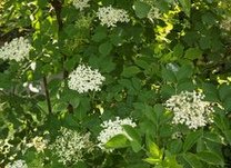 Holunderstrauch, Markst�ngel