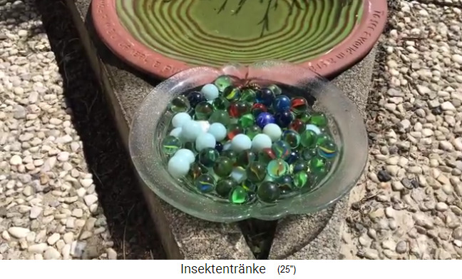 Insektentr�nke mit Glasschale
                      mit Wasser und Murmeln 02