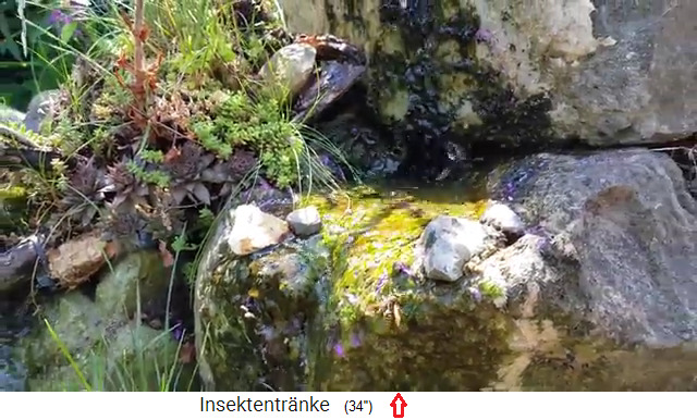 Nat�rliche Insektentr�nke, ein
                      Rinnsal mit einem Stein