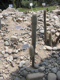 Kaktus Haagaeocerus setosum