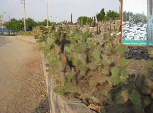 Opuntienzaun des Kakteengartens