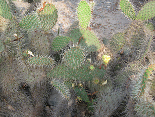 Opuntienzaun des Kakteengartens mit gelber
                        Bl�te