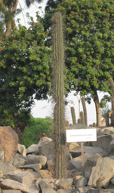 Kaktus Armatocereus procerus