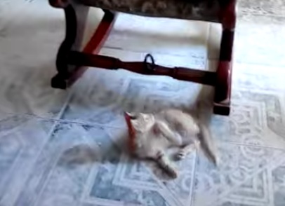 Cat
                      playing with a hanging ring