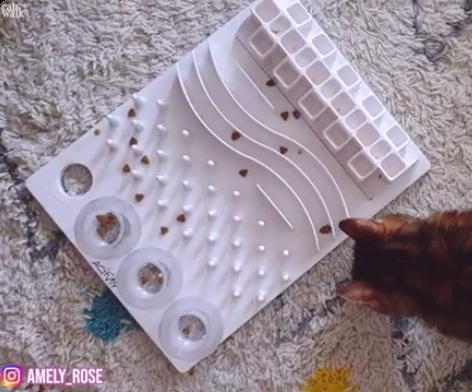 Cat: Giving food on a
                                  feeding board (fiddling board) with
                                  different containers