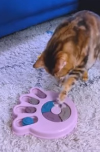 Cat giving food with a food
                    board with sliding doors