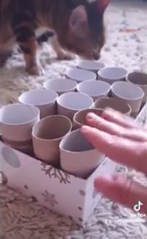 Gato:
                                    Comida para gatos en una caja de
                                    rollos