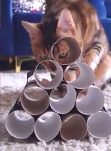 Gato:
                                    Comida para gatos en una pir�mide de
                                    rollos