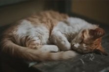 Cat sleeps
                      contracted