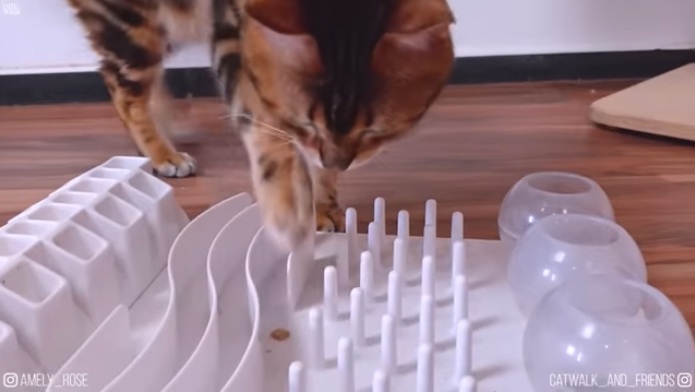 El gato obtiene comida en
                            un tablero alimentario