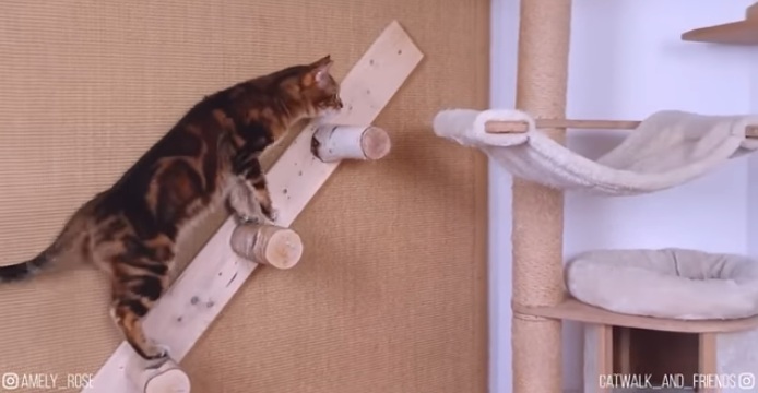 Katze auf einer
                      Katzenleiter an einer Zimmerwand mit Katzenbaum
