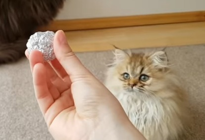 Juego para gatos: una bolita
                          en papel de aluminio