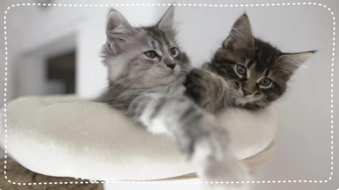 2 gatos en un �rbol
                          para gatos tienen una vista hermosa