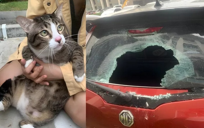 Bangkok am 29.5.2023: KATZEN bringen alles fertig:
          einfach mal aus dem 6. Stock gesprungen: und f�llt auf
          Frontscheibe eines Auto - die Fronscheibe ist kaputt - der
          Kater �berlebt! 9 kg schwerer Kater "mit 7 Leben"
          st�rzt aus 6. Stock durch eine Auto-Heckscheibe - �berlebt
