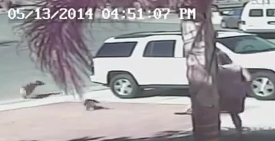 Die Katze vertreibt den Labrador-Hund
                            endg�ltig 01