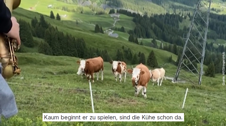 Grindelwald (Schweiz)
                        2.7.2025: Tourist spielt neben Kuhweide
                        Saxophon-Jazz - da kommen die K�he angerannt