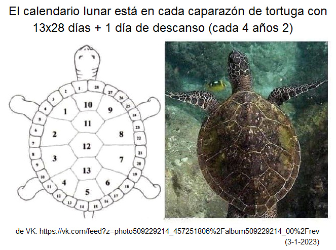 3-1-2023: El calendario
                                lunar con 13x28 días está en cada
                                caparazón de tortuga