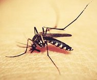 M�cke
                      sticht auf der Haut