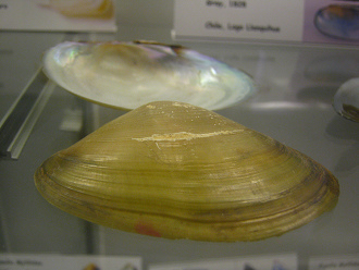 Diplodon chilensis, Nahaufnahme