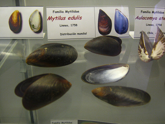 Mytilus edulis