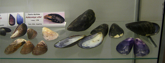 Aulacomya ater, vista total