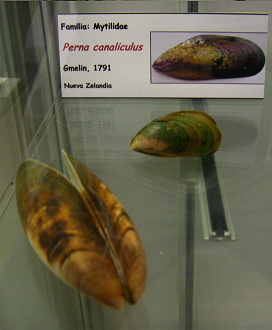 Perna canaliculus