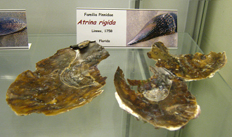 Atrina rigida
