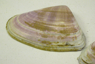 Plebidonax deltoides, Nahaufnahme
                                  01 exterior