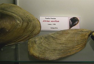 Atrina vexillum
