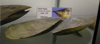 Atrina pectinata