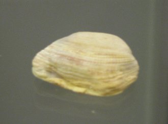 Trapezium sp, primer plano