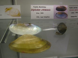 Diplodon chilensis