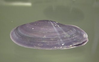 Hiatuta diphos, primer plano