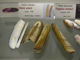 Ensis ensis