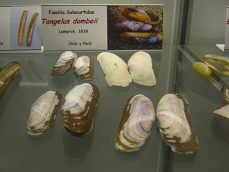 Tangelus dombeii