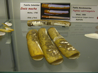 Ensis macha