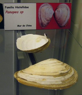 Panopea sp