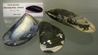 Choromytilus chorus