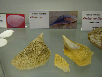 Atrina sp Atrina sp